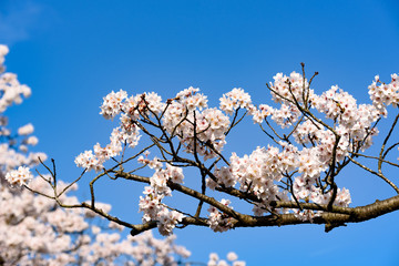 青い空と桜