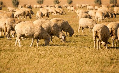 Merino sheep flocks farm
