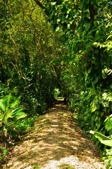 Der Weg in den Regenwald von Costa Rica