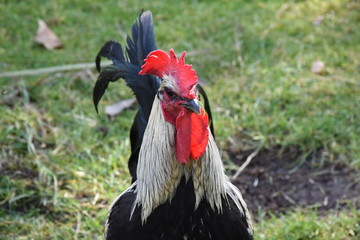 Close up Beautiful cock or rooster with black and white feather in farm. Portrait of Cock/Rooster/Chicken. Farm background.