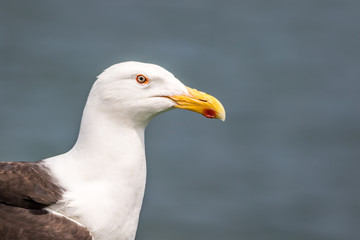  Seagull (Laridae) closeup against clean blue gray background