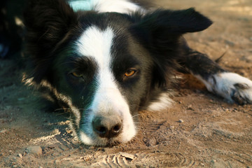 Primo piano dello sguardo e degli occhi di un giovane border collie