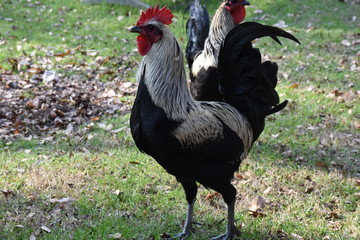 Close up Beautiful cock or rooster with black and white feather in farm. Portrait of Cock/Rooster/Chicken. Farm background.