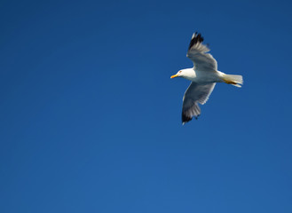 Fototapeta na wymiar seagull in the blue sky
