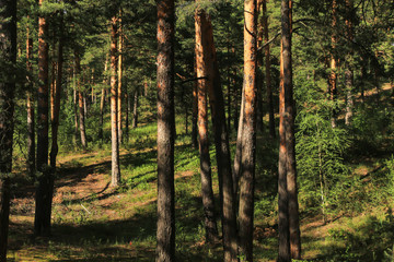 Fototapeta premium Summer pine forest in sunlight landscape