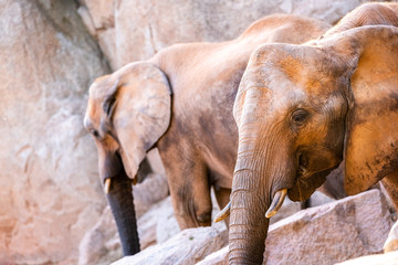 African savannah elephant look, Loxodonta africana, as you walk through a zoo.