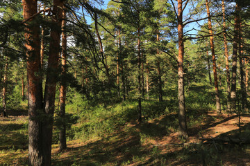 Summer, spring pine forest in sunlight landscape