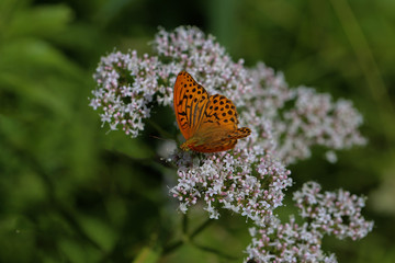 papillon tabac