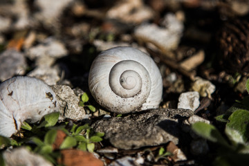 Un concha de caracol en la naturaleza