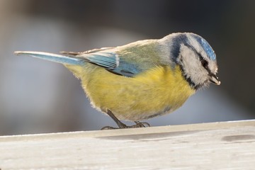 Obraz premium Blue tit (Parus caeruleus) on the snow. East Moravia. Czech Republic. Europe.