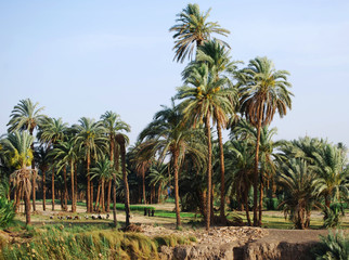 Fototapeta na wymiar Cruising on the Nile River and the countryside, southern Egypt 