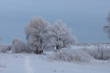 Willow and grass in hoarfrost against the blue sky and river