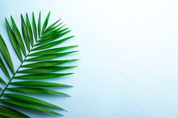 Top view of big green leaf of a exotic parlor palm on sky blue gradient background with a lot of...