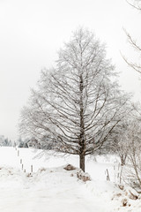 snowy tree in winter in Schluchsee