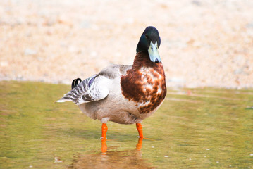 PATO EN CALMA