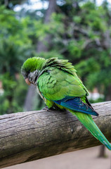 Green Cute Parrot