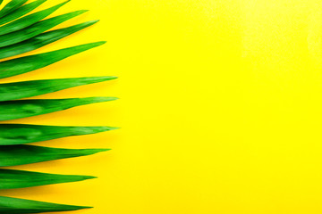 Fototapeta premium Top view of big green leaf of a exotic parlor palm on bright yellow background with a lot of copy space for text. Minimalistic flat lay composition w/ large branch of tropical plant. Close up