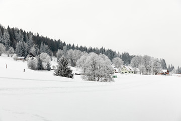 snowy trees in winter in the black forest