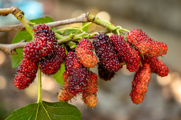 Morus alba known as mulberrys is a fast-growing small to medium-sized mulberry tree which grows to 10–20 m tall.
