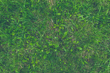 Summer green lawn, grass as background