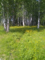 Obraz premium forest