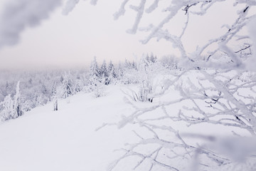 Fototapeta na wymiar Foggy winter landscape in Germany in the morning