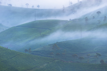 Beautiful tea plantation surrounded fog in West Java, Indonesia