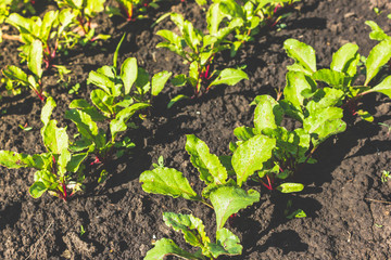 Beet leaves grow in garden. Gardening, growing vegetables. Vegetarianism, healthy food.