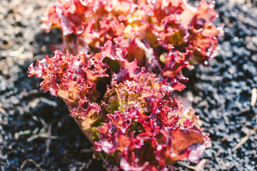 Burgundy lettuce leaves with drops of dew grow out of ground in garden. Healthy nutrition, vegetarianism. Ingredient for salad.