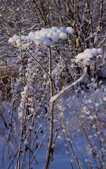 winter trees and plants