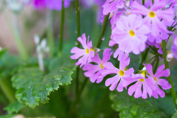 紫色の綺麗な花