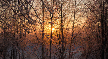 winter trees and plants