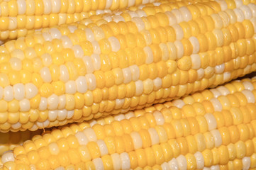 Multi colored corn cobs 