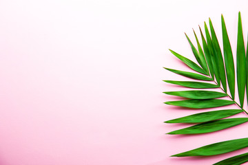 Top view of big green leaf of a exotic parlor palm on pale pink gradient background with a lot of...