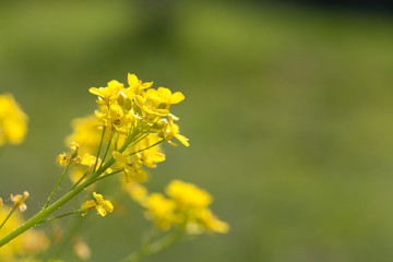 Soft-focus close-up of yellow flowers