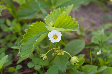 Strawberry flower. Strawberry's garden