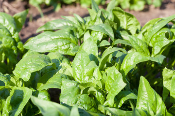 Obraz premium Spinach growing from composted soil in a home garden