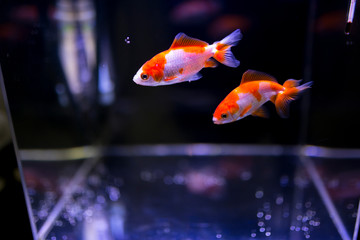 水槽の金魚