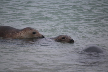 Fototapeta premium Robben