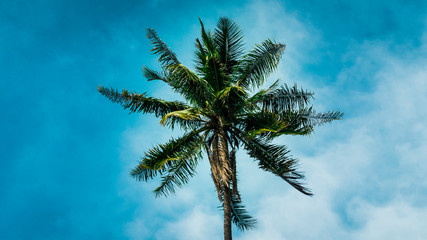 Fototapeta na wymiar la palmera y el cielo
