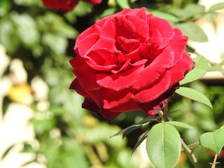 Close-up of a beautiful red rose illuminated by the sunlight on a summer day. Blurred green background.