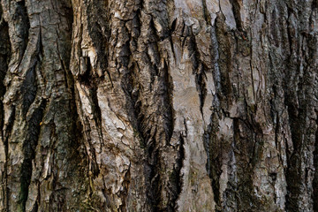 dry tree bark texture and background or pattern