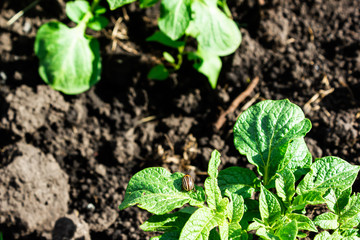 Young potato sprouts from ground in garden