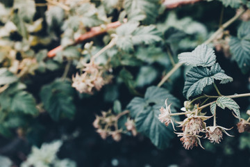 Ripe raspberries on green bush in summer garden