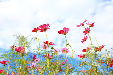 Fototapeta premium pink cosmos flowers on natural background