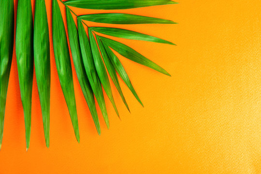 Top view of big green leaf of a exotic parlor palm on bright orange gradient background with a lot of copy space for text. Minimalistic flat lay composition w/ large branch of tropical plant. Close up
