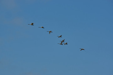 Flock of geese in iceland