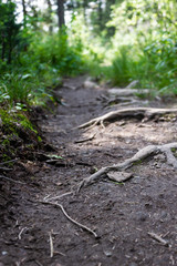 Trail in forest. Transition tourism, hiking. Healthy lifestyle.