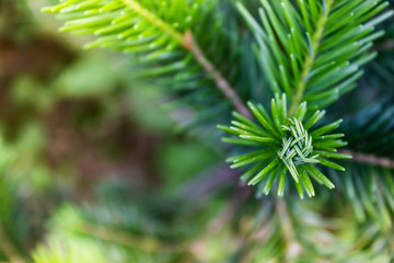 Naklejka na ściany i meble Branch of green pine, spruce or cedar in forest.