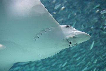 水生生物　エイ © Tomo Nyan